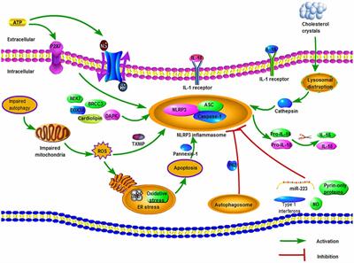 Inhibition of NLRP3 Inflammasome: A Prospective Target for the Treatment of Ischemic Stroke